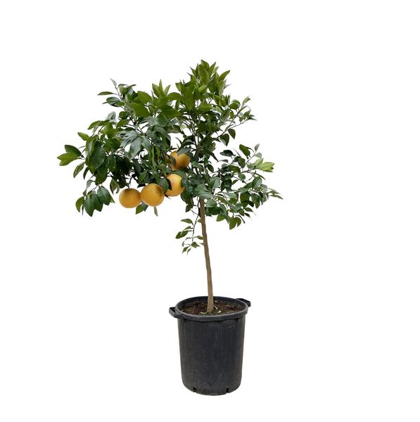 Citrus Pompelmo - 150 cm - ø40  BotanicBridge