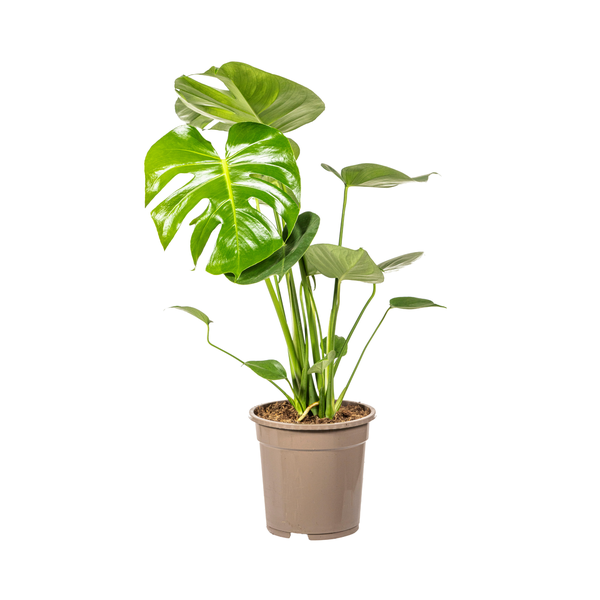 Monstera Deliciosa Tauerii Ø19cm - ↕80cm  BotanicBridge