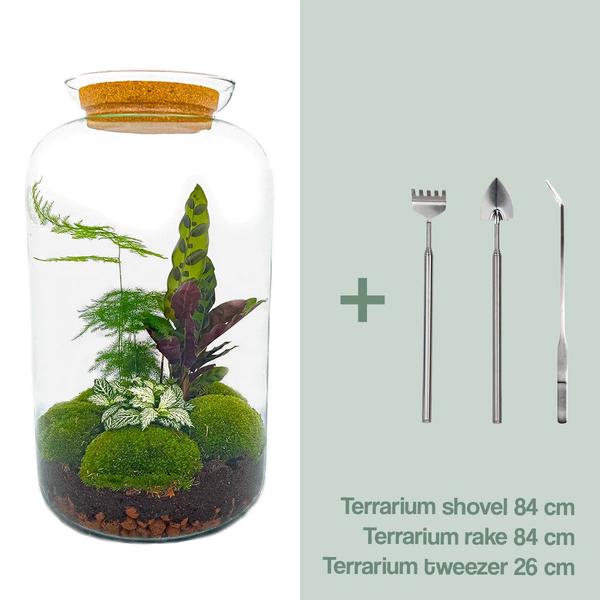 DIY terrarium - Botanical Sven XL - ↕ 43 cm - Rake + Shovel + Tweezer  BotanicBridge