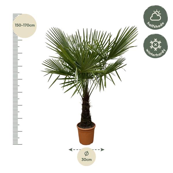 Trachycarpus - 180cm- Ø30  BotanicBridge