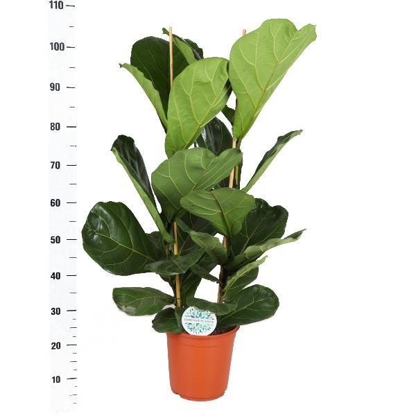 Ficus Lyrata - Ø24cm - ↕120cm in Boule ANTRACIET pot  BotanicBridge