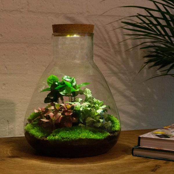 DIY terrarium - Sam Coffea met lamp - ↕ 30 cm - Normal  BotanicBridge