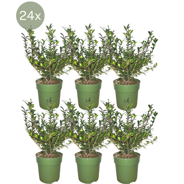 24 x Ilex crenata 'Jenny' ® - Ø12 cm - ↕20 cm  BotanicBridge