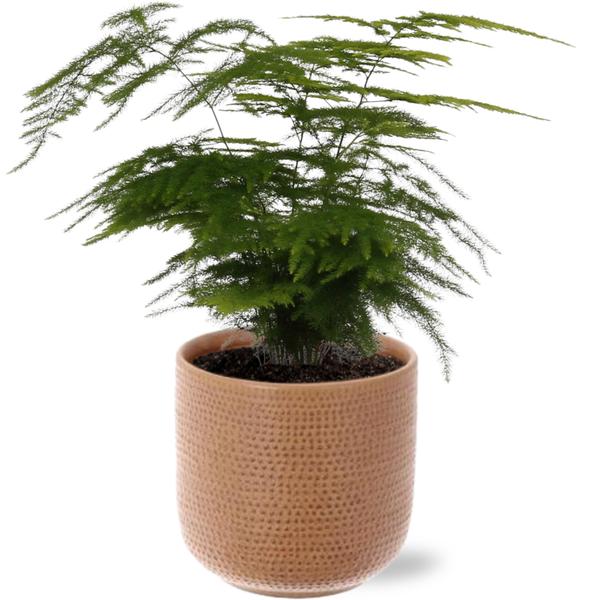 Asparagus Setaceus - Ø12cm - ↕35cm + Aresso Pot D13x12,5cm - Bruin  BotanicBridge