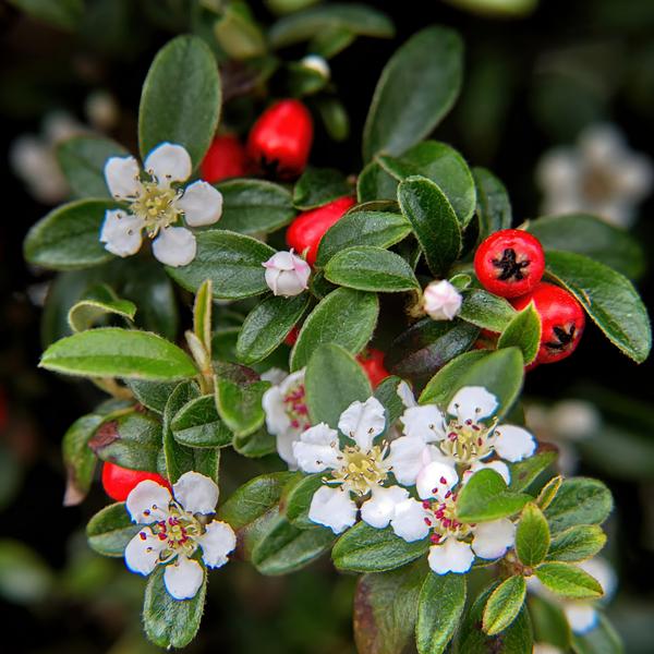 Cotoneaster dammeri - ↕10-25cm - Ø9cm - 40x  BotanicBridge