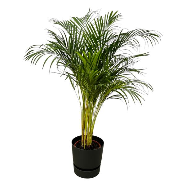 Areca palm - ↨130cm - Ø24cm inclusief elho Greenville Round zwart D30xH28  BotanicBridge