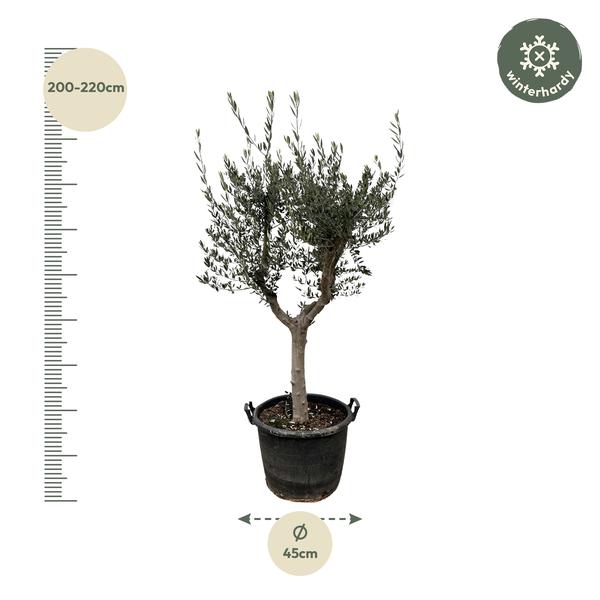 Olea Europaea Cultivo - 200cm- Ø45  BotanicBridge