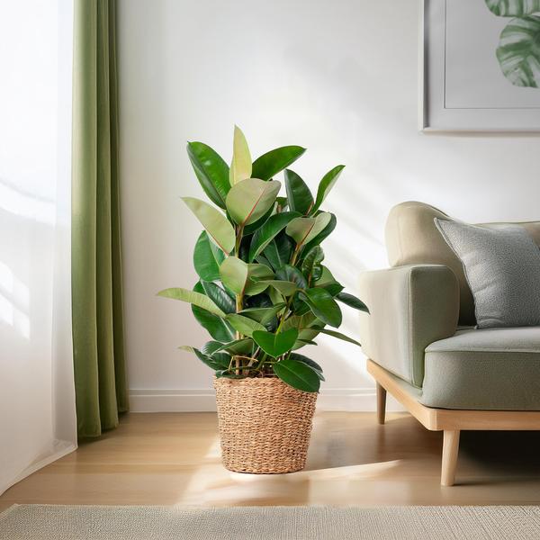 Ficus Elastica Robusta XL met mand Torun - 90cm - Ø27  BotanicBridge