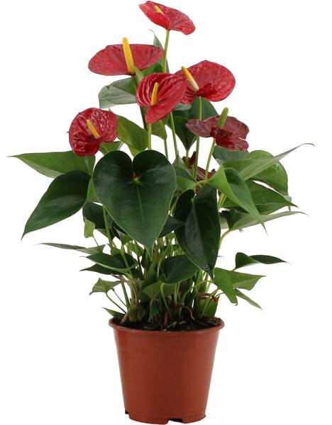 Anthurium Success Red In Transparant Sleeve - Ø14cm - ↕43cm  BotanicBridge