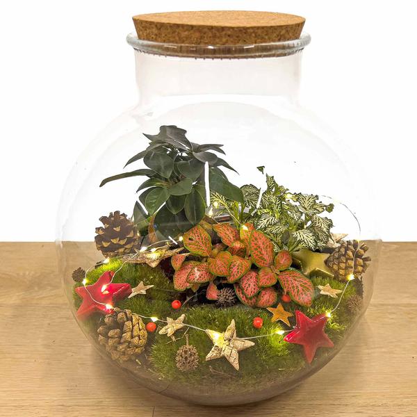 Bolder Bob Bonsai Christmas - DIY - ↕ 30 cm  BotanicBridge