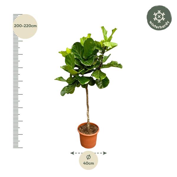 Ficus Lyrata boom XXL - 210 cm - ø40  BotanicBridge