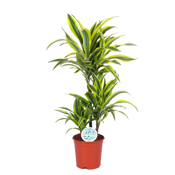 Dracaena Lemon Lime Ø21cm - ↕65cm  BotanicBridge