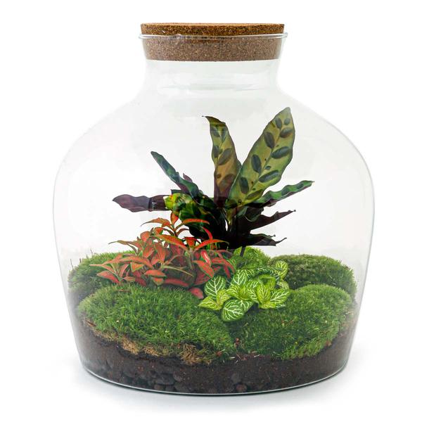 DIY terrarium - Fat Joe Rood - ↕ 30 cm - Normal  BotanicBridge