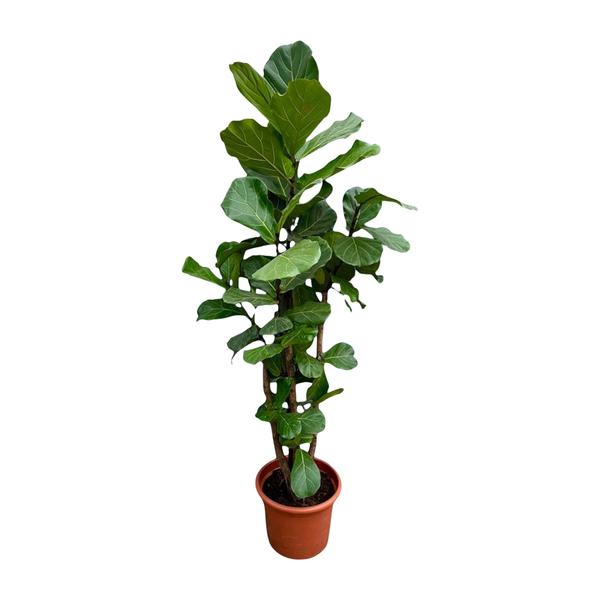 Ficus Lyrata vertakt XXL - 230cm - ø40  BotanicBridge