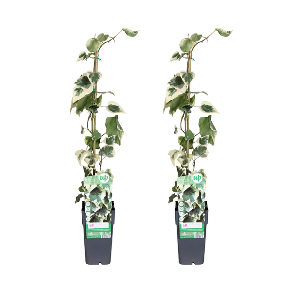 Hedera colchica Dentata Variegata - 2 stuks - Ø15cm - ↕65cm  BotanicBridge