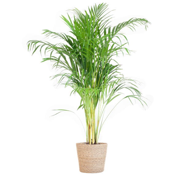 Areca Palm (Dypsis) met Sofia mand naturel - 100cm - Ø21  BotanicBridge