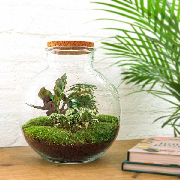 DIY terrarium - Bolder Bob - ↕ 30 cm - Normal  BotanicBridge