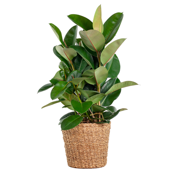 Ficus Elastica Robusta XL met mand Torun - 90cm - Ø27  BotanicBridge