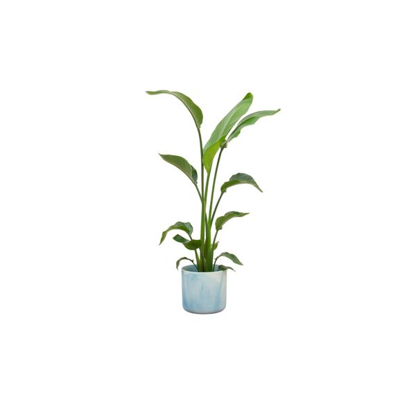 Combi deal - Strelitzia Nicolai inclusief elho Ocean Round atlantisch blauw Ø22 - 130 cm  BotanicBridge