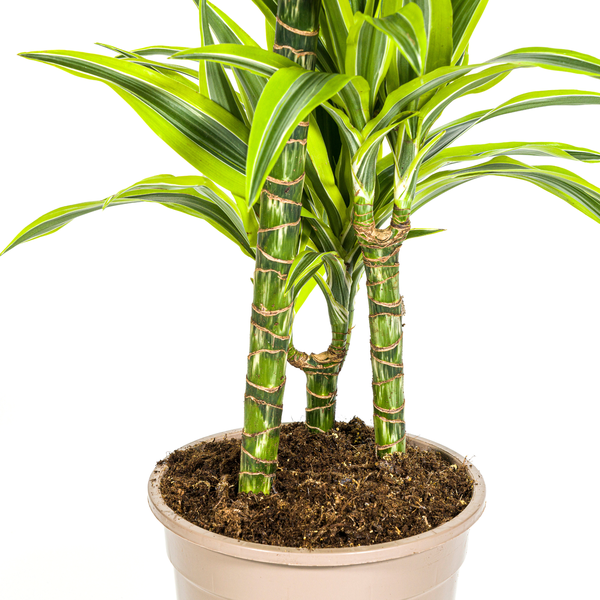 Dracaena Deremensis Lemon Lime Ø21cm - ↕100cm  BotanicBridge