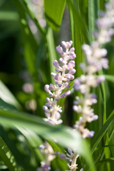 Liriope muscari 'Moneymaker' - ↕10-25cm - Ø9cm - 40x  BotanicBridge