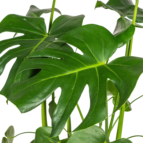 Monstera Deliciosa Tauerii Ø21cm - ↕80cm  BotanicBridge