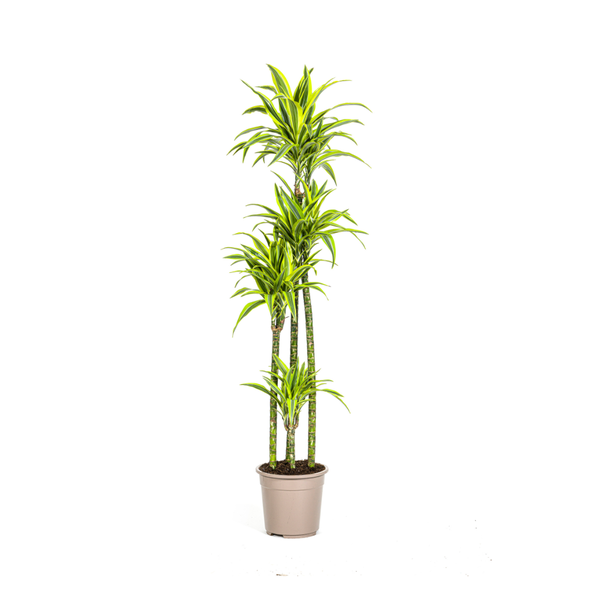 Dracaena Deremensis Lemon Lime Ø27cm - ↕180cm  BotanicBridge