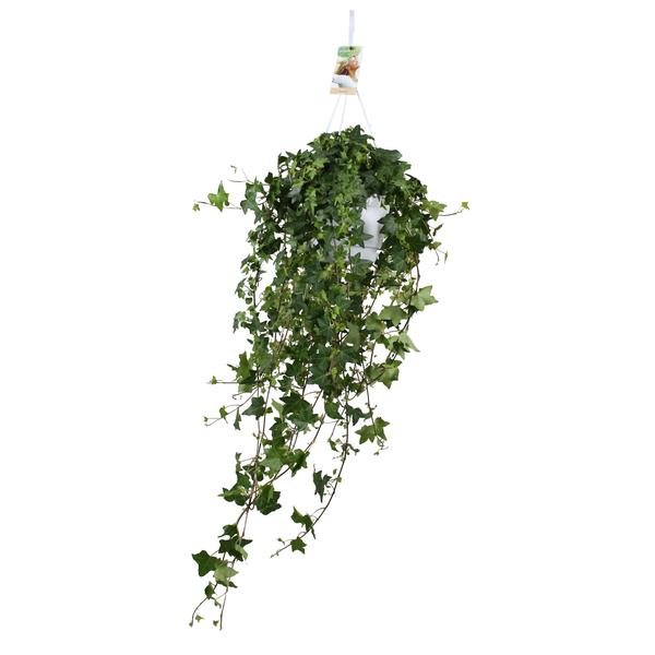 Hedera Helix Pitsburg - Hang/XXL - Ø17cm - ↕90cm  BotanicBridge