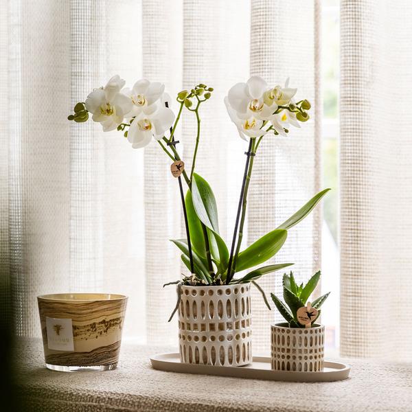 Kolibri Company | Plantenset Le Chic small | Witte Phalaenopsis Orchidee Amabilis  en Succulent incl. keramieken sierpotten op crème organisch dienblad  BotanicBridge