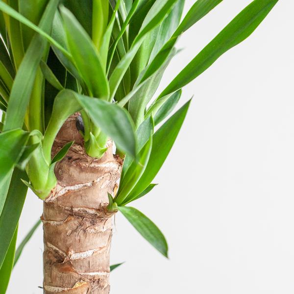 Dracaena  Janet Lindt met Viber wit - 95cm - Ø21  BotanicBridge