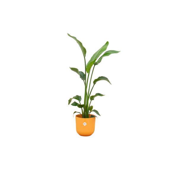 Combi deal - Strelitzia Nicolai inclusief elho Jazz Round geel Ø23 - 130 cm  BotanicBridge