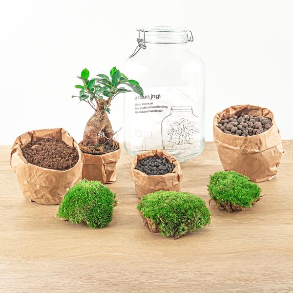 DIY terrarium - Jar - Ficus Ginseng bonsai - ↕ 28 cm - Rake + Shovel + Tweezer + Scissors  BotanicBridge