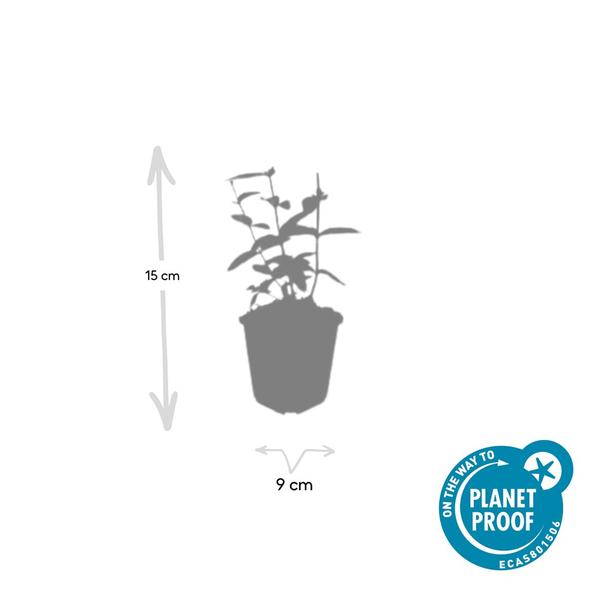 Hypericum inodorum 'Annebel' - ↕10-25cm - Ø9cm - 20x  BotanicBridge