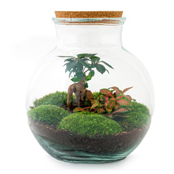 DIY terrarium - Teddy bonsai - ↕ 26,5 cm - Rake + Shovel + Tweezer  BotanicBridge