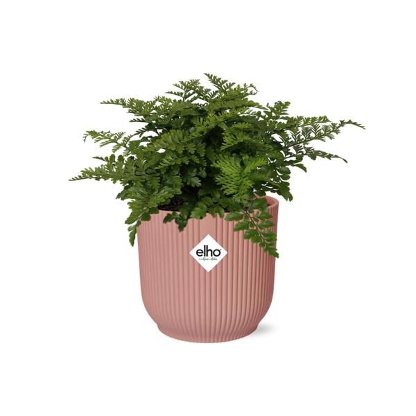 Asplenium Parvati in ELHO Vibes Fold 14cm roze  BotanicBridge