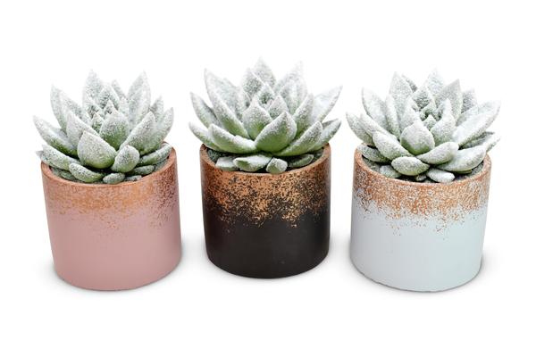 Echeveria Natural + Snow in Lara Ceramics - 3 stuks - Ø8,5cm - ↕11cm  BotanicBridge