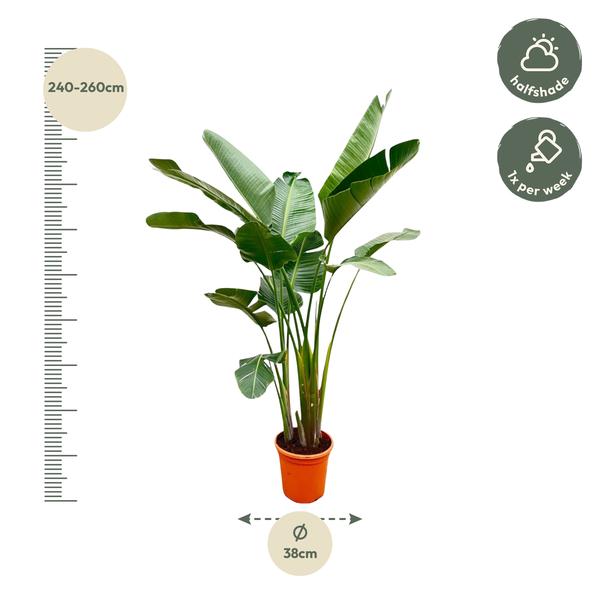 Strelitzia Augusta de luxe XXL - 250cm - ø38  BotanicBridge