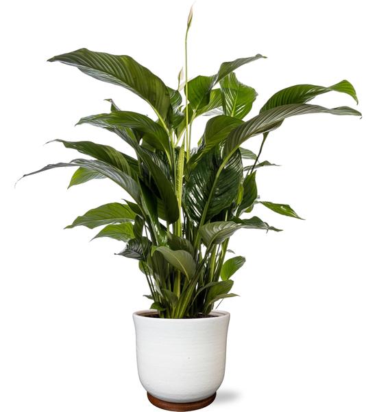 Spathiphyllum Bellini - Ø24cm - ↕100cm + Jayla Pot D27x25cm - Wit  BotanicBridge