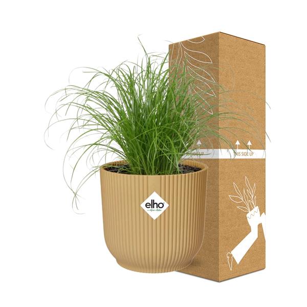 Cyperus Alternifolius Zumula in ELHO Vibes Fold 14cm geel  BotanicBridge