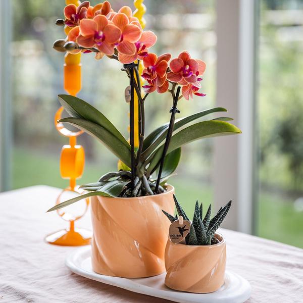 Kolibri Orchids | Gift set Optimism small peach | Groene plant met oranje Phalaenopsis orchidee in Candy sierpotten op wit organisch dienblad  BotanicBridge