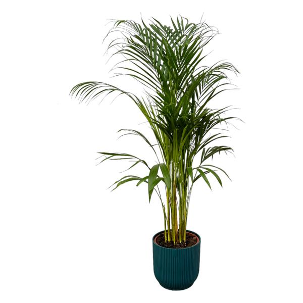 Areca palm - ↨110cm - Ø21cm inclusief elho Vibes Fold Round blauw D22xH20  BotanicBridge