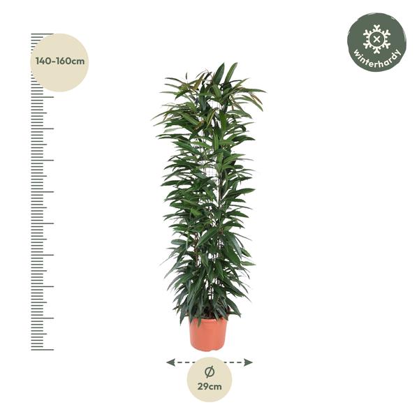 Ficus Alii King zuil - 150 cm - ø29  BotanicBridge