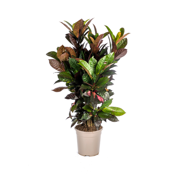 Codiaeum 'Croton' Iceton Ø24cm - ↕90-100cm  BotanicBridge