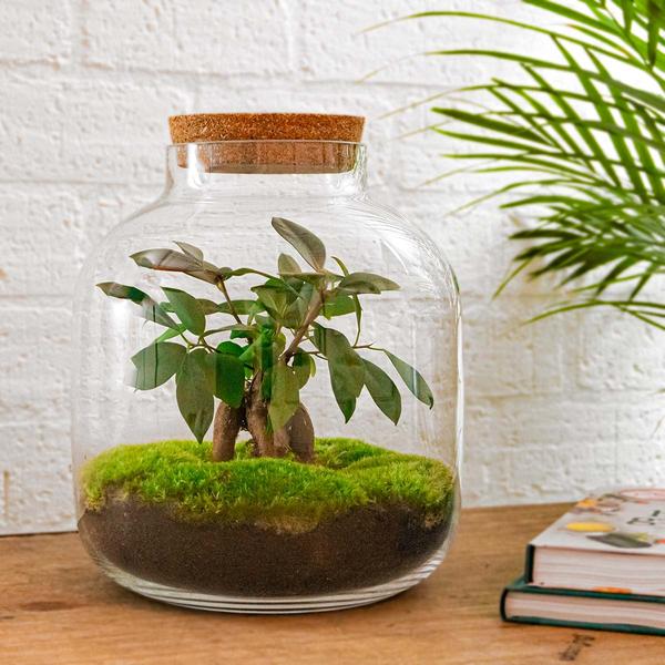 DIY terrarium - Billie Bonsai - ↕ 29 cm - Rake + Shovel + Tweezer  BotanicBridge