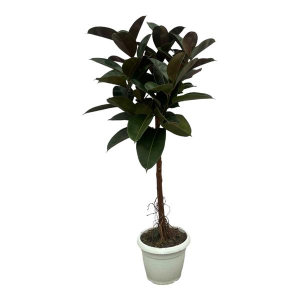 Ficus Elastica Robusta stam - 140 cm - Ø27cm  BotanicBridge