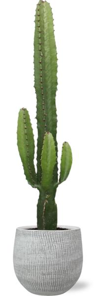 Euphorbia Acrurensis - Ø17cm - ↕50cm + Ryan Pot D18x16cm - Wit  BotanicBridge