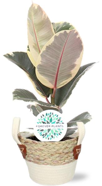 Ficus Elastica Tineke - Ø17cm - ↕60cm + Lily Pot D18x16cm - Wit  BotanicBridge