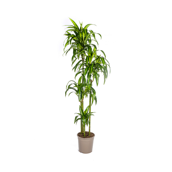 Dracaena Deremensis Hawaiian Sunshine Ø27cm - ↕180cm  BotanicBridge