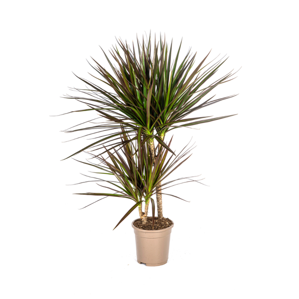 Dracaena Marginata Magenta Ø17cm - ↕60cm  BotanicBridge