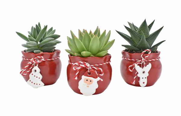 Succulent in Santa's Crew Ceramics - 3 stuks - Ø6cm - ↕9cm  BotanicBridge